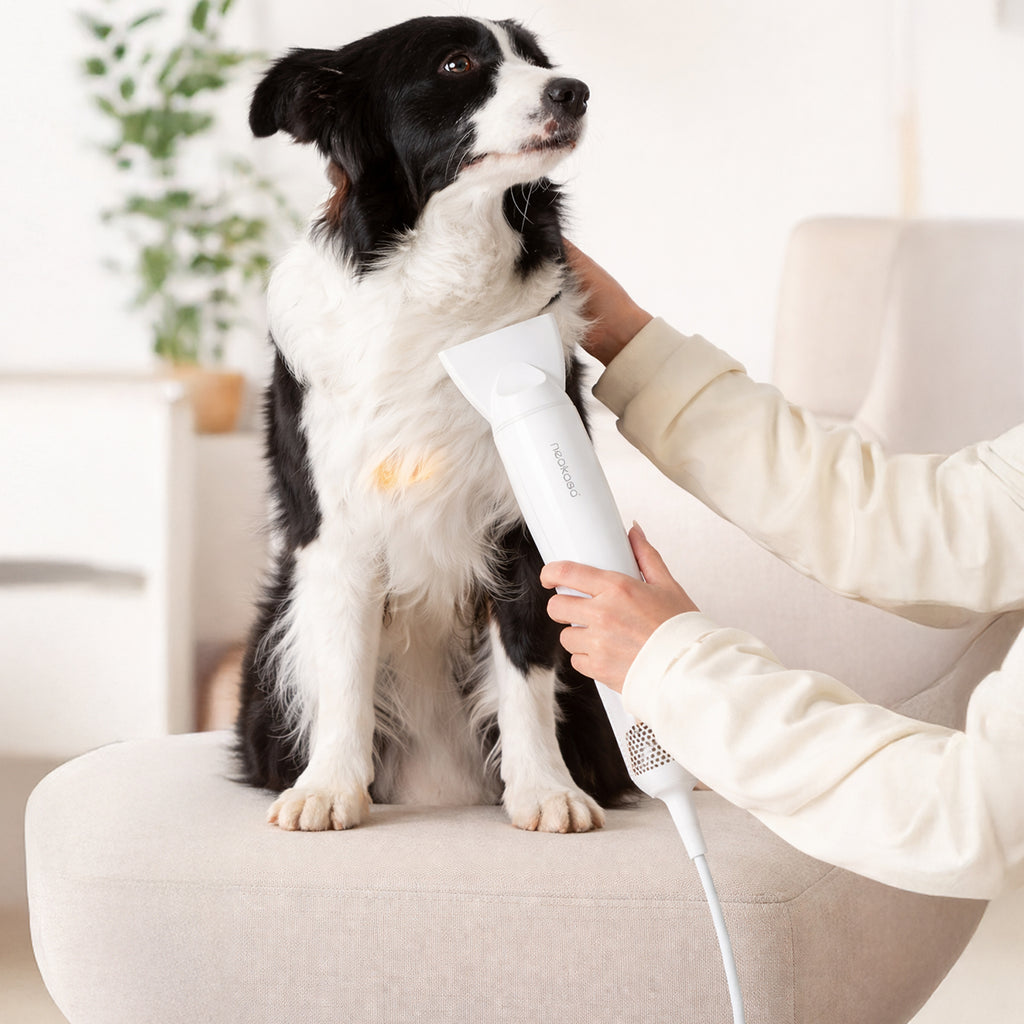 Secador De Pelo Para Perros Gatos 1300w Neakasa Silencioso